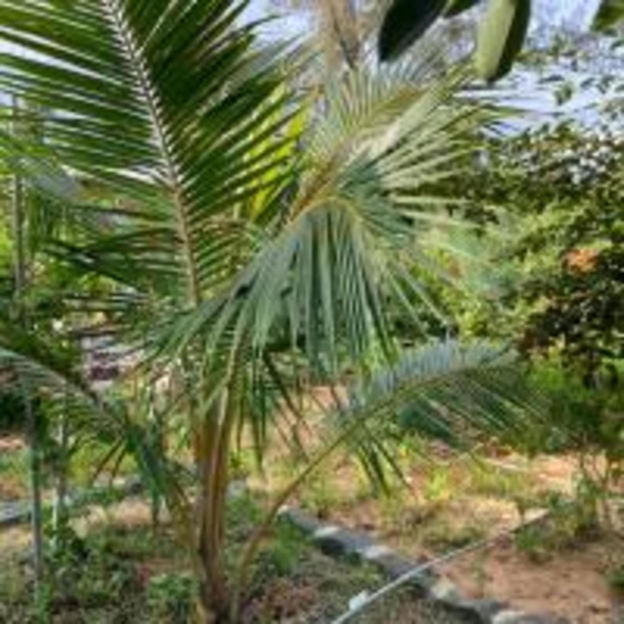 Duc Luu Quang Hotel Binh Thuan Tuy Phong Zewnętrze zdjęcie